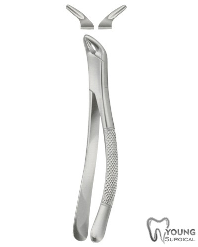 Tooth Forceps, American Pattern for Lower incisors ,Bicuspids Molars & roots