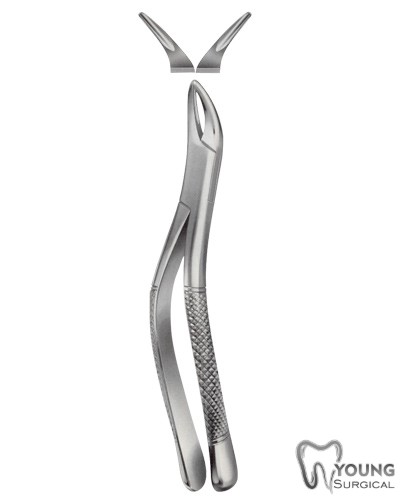 Tooth Forceps, American Pattern for upper roots & Bicuspids 11